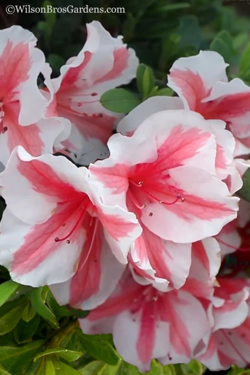 Autumn Starburst Encore Azalea - 1 Gallon Pot 1 Autumn Starburst Encore Azalea - 1 Gallon Pot