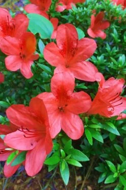 Flame Creeper Dwarf Spreading Azalea - 3 Gallon Pot -Good Housekeeping Shop Azalea Flame Creeper 11
