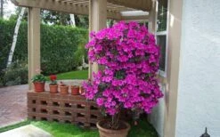 Formosa Southern Indica Azalea - 3 Gallon Pot -Good Housekeeping Shop Azalea Formosa Container 1