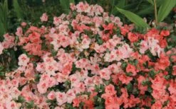 Hilda Niblett Azalea - 1 Gallon Pot -Good Housekeeping Shop Azalea Hilda Niblet Flowers 2