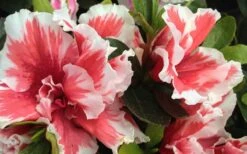 Mardi Gras Southern Indica Azalea - 3 Gallon Pot 7 Mardi Gras Southern Indica Azalea - 3 Gallon Pot -Good Housekeeping Shop Azalea Mardi Gras 2