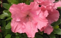 Gumpo Pink Dwarf Azalea - 2 Gallon Pot -Good Housekeeping Shop Azalea Pink Gumpo 1