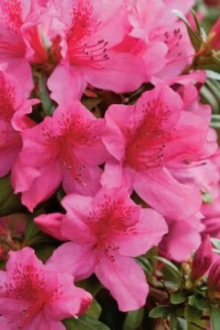 Pride Of Mobile Azalea - 1 Gallon Pot -Good Housekeeping Shop Azalea Pride Of Mobile 500x750 1