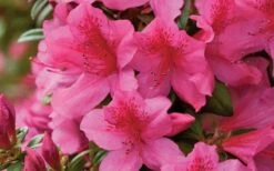 Pride Of Mobile Azalea - 1 Gallon Pot -Good Housekeeping Shop Azalea Pride of Mobile 15
