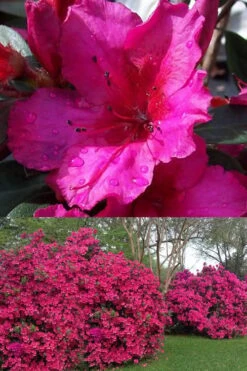 Red Formosa Azalea - 1 Gallon Pot -Good Housekeeping Shop Azalea Red Formosa 1 500x750 1