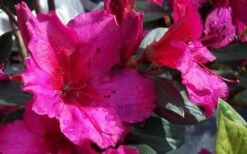 Red Formosa Azalea - 1 Gallon Pot -Good Housekeeping Shop Azalea Red Formosa