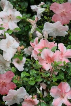 Sir Robert Dwarf Azalea - 1 Gallon Pot -Good Housekeeping Shop Azalea Sir Robert 12