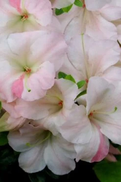Sir Robert Dwarf Azalea - 1 Gallon Pot -Good Housekeeping Shop Azalea Sir Robert 20