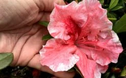 Tama No Hada Azalea - 1 Gallon Pot -Good Housekeeping Shop Azalea Tama No Hada Closeup