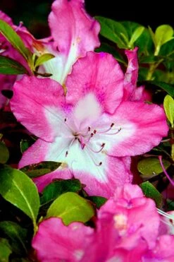 Vibrant Azalea (Harris Hybrid) - 1 Gallon Pot -Good Housekeeping Shop Azalea Vibrant 1