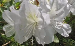 Mrs. G.G. Gerbing White Southern Indica Azalea - 3 Gallon Pot -Good Housekeeping Shop Azlea GG Gerbing Flower