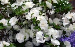 Snowball Bloom 'N Again Azalea - 6 Pack Of 1 Gallon Pots -Good Housekeeping Shop Bloom N Again Azalea Snowball 1