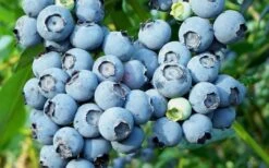 Alice Blue Rabbiteye Blueberry - 1 Gallon Pot -Good Housekeeping Shop Blueberry Alice Blue