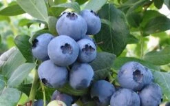 Bless Your Heart Rabbiteye Blueberry - 1 Gallon Pot -Good Housekeeping Shop Blueberry Bless Your Heart