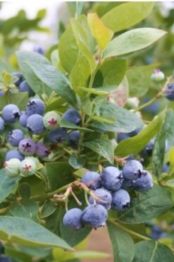 Jubilee Southern Highbush Blueberry - 1 Gallon Pot -Good Housekeeping Shop Blueberry Southern Higbush Jubilee 500x750 2