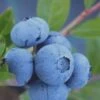 Tifblue Rabbiteye Blueberry - 2.5 Quart Pot