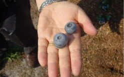 Titan Blueberry - 6 Pack Of 1 Gallon Pots -Good Housekeeping Shop Blueberry Titan 1