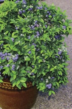 Top Hat Dwarf Blueberry - 1 Gallon Pot -Good Housekeeping Shop Blueberry Top Hat 2