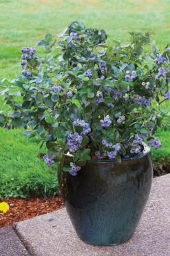 Top Hat Dwarf Blueberry - 1 Gallon Pot -Good Housekeeping Shop Blueberry Top Hat 3