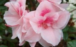 Autumn Belle Encore Azalea - 6 Pack Of 1 Gallon Pots 7 Autumn Belle Encore Azalea - 6 Pack Of 1 Gallon Pots -Good Housekeeping Shop Encore Azalea Autumn Belle
