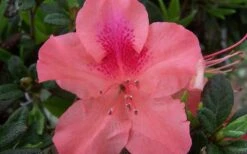 Autumn Coral Encore Azalea - 1 Gallon Pot -Good Housekeeping Shop Encore Azalea Autumn Coral