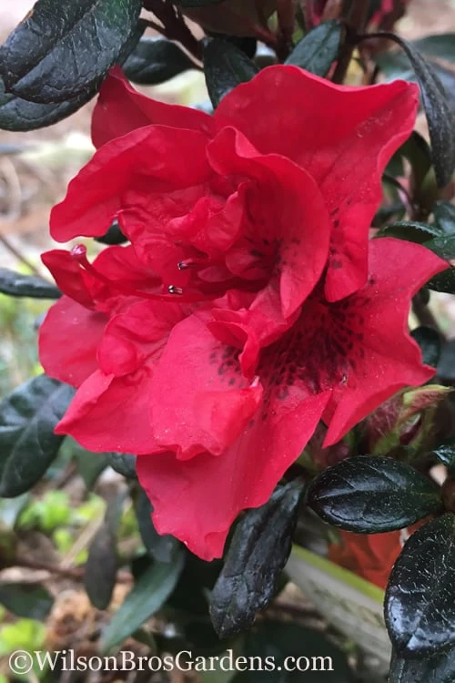 Autumn Fire Encore Azalea - 1 Gallon Pot 1 Autumn Fire Encore Azalea - 1 Gallon Pot