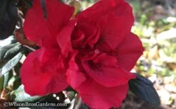 Autumn Fire Encore Azalea - 1 Gallon Pot 10 Autumn Fire Encore Azalea - 1 Gallon Pot -Good Housekeeping Shop Encore Azalea Autumn Fire WB