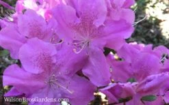 Autumn Lilac Encore Azalea - 1 Gallon Pot -Good Housekeeping Shop Encore Azalea Autumn Lilac 7