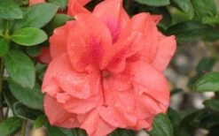 Autumn Monarch Encore Azalea - 1 Gallon Pot 7 Autumn Monarch Encore Azalea - 1 Gallon Pot -Good Housekeeping Shop Encore Azalea Autumn Monarch 4 50