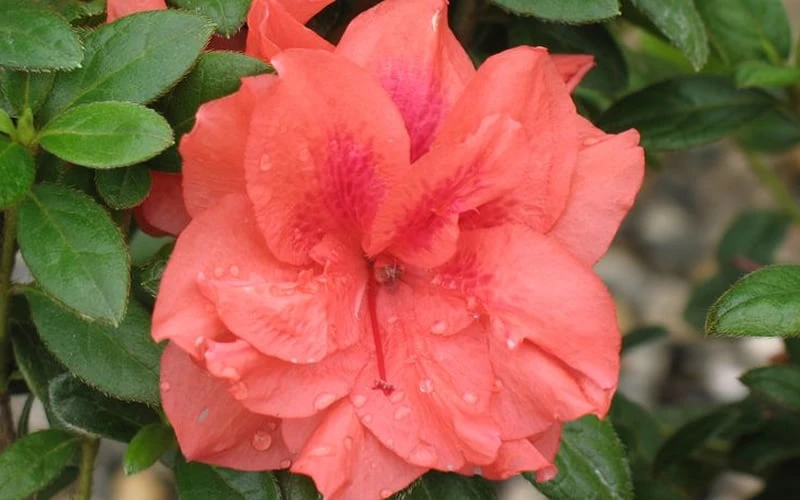 Autumn Monarch Encore Azalea - 1 Gallon Pot 4 Autumn Monarch Encore Azalea - 1 Gallon Pot - Image 4