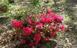 Autumn Ruby Encore Azalea - 1 Gallon Pot -Good Housekeeping Shop Encore Azalea Autumn Ruby 5