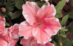 Autumn Sunburst Encore Azalea - 6 Pack Of 1 Gallon Pots 7 Autumn Sunburst Encore Azalea - 6 Pack Of 1 Gallon Pots -Good Housekeeping Shop Encore Azalea Autumn Sunburst 5