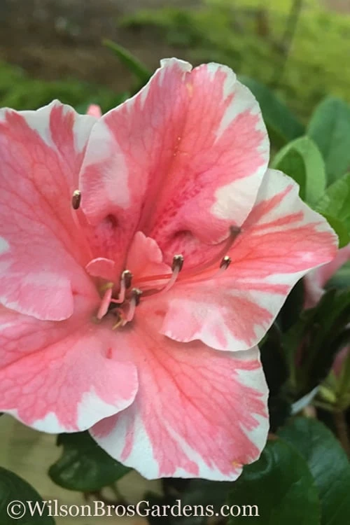 Autumn Sunburst Encore Azalea - 6 Pack Of 1 Gallon Pots 1 Autumn Sunburst Encore Azalea - 6 Pack Of 1 Gallon Pots