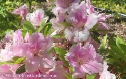 Autumn Sweetheart Encore Azalea - 1 Gallon Pot -Good Housekeeping Shop Encore Azalea Autumn Sweetheart 51