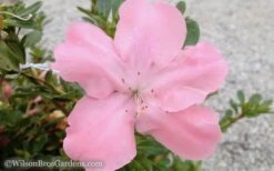 Autumn Debutante Encore Azalea - 1 Gallon 7 Autumn Debutante Encore Azalea - 1 Gallon -Good Housekeeping Shop Encore Azalea Debutante 3 50
