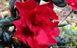 Autumn Fire Encore Azalea - 1 Gallon Pot 11 Autumn Fire Encore Azalea - 1 Gallon Pot -Good Housekeeping Shop Encore Azalea Fire