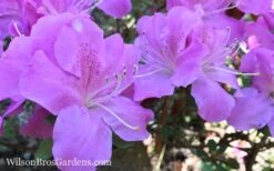 Autumn Lilac Encore Azalea - 1 Gallon Pot -Good Housekeeping Shop Encore Azalea Lilac 8