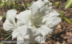 Autumn Moonlight Encore Azalea - 1 Gallon Pot -Good Housekeeping Shop Encore Azalea Moonlight 5