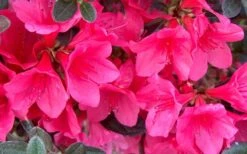 Autumn Ruby Encore Azalea - 1 Gallon Pot -Good Housekeeping Shop Encore Azalea Ruby