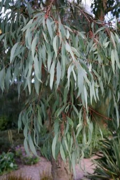 Angus Cold Hardy Eucalyptus Tree (Eucalyptus Nicholii) - 2 Gallon Pot -Good Housekeeping Shop Eucalyptus Angus 15 2
