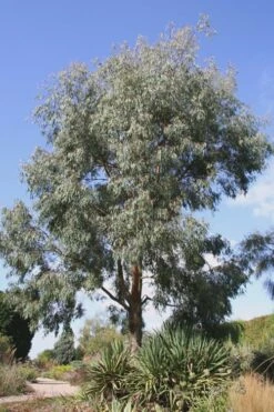 Angus Cold Hardy Eucalyptus Tree (Eucalyptus Nicholii) - 2 Gallon Pot -Good Housekeeping Shop Eucalyptus Angus 16 2
