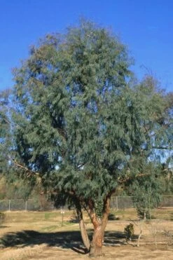 Angus Cold Hardy Eucalyptus Tree (Eucalyptus Nicholii) - 1 Gallon Pot -Good Housekeeping Shop Eucalyptus Angus 17 4