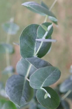 Big O Cold Hardy Eucalyptus Tree (Eucalyptus Neglecta) - 1 Gallon Pot -Good Housekeeping Shop Eucalyptus Big O 3 500x750 6