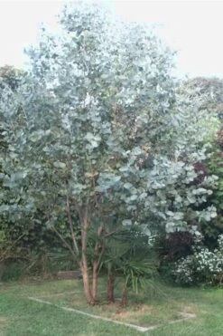 Big O Cold Hardy Eucalyptus Tree (Eucalyptus Neglecta) - 3 Gallon Pot -Good Housekeeping Shop Eucalyptus Big O 5 500x750 8