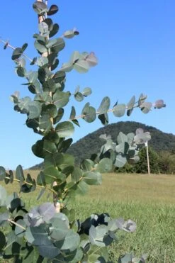 Big O Cold Hardy Eucalyptus Tree (Eucalyptus Neglecta) - 3 Quart Pot -Good Housekeeping Shop Eucalyptus Big O Cold 2 500x750 3
