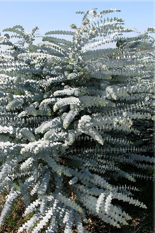 Bluey Cold Hardy Eucalyptus Tree (Eucalyptus Pulverulenta) - 5 Gallon Pot 9 Bluey Cold Hardy Eucalyptus Tree (Eucalyptus Pulverulenta) - 5 Gallon Pot - Image 9
