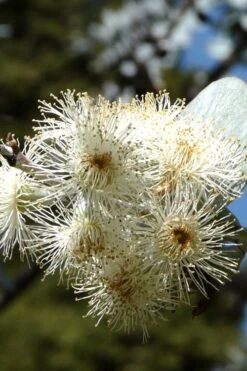 Bluey Cold Hardy Eucalyptus Tree (Eucalyptus Pulverulenta) - 1 Gallon Pot 16 Bluey Cold Hardy Eucalyptus Tree (Eucalyptus Pulverulenta) - 1 Gallon Pot -Good Housekeeping Shop Eucalyptus Bluey 6 1