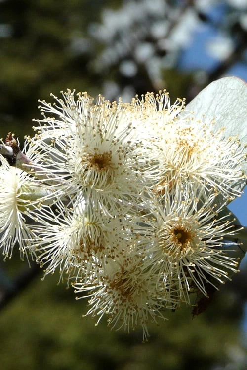 Bluey Cold Hardy Eucalyptus Tree (Eucalyptus Pulverulenta) - 5 Gallon Pot 8 Bluey Cold Hardy Eucalyptus Tree (Eucalyptus Pulverulenta) - 5 Gallon Pot - Image 8