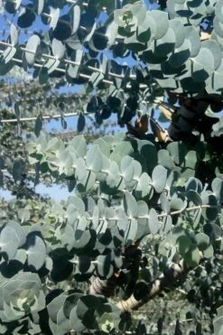 Bluey Cold Hardy Eucalyptus Tree (Eucalyptus Pulverulenta) - Quart Pot 13 Bluey Cold Hardy Eucalyptus Tree (Eucalyptus Pulverulenta) - Quart Pot -Good Housekeeping Shop Eucalyptus Bluey 8