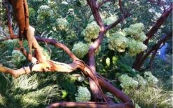 Funky Monkey Cold Hardy Eucalyptus Tree (Eucalyptus Parvula) - 3 Gallon Pot 11 Funky Monkey Cold Hardy Eucalyptus Tree (Eucalyptus Parvula) - 3 Gallon Pot -Good Housekeeping Shop Eucalyptus Funky Monkey Branches